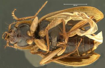 Media type: image;   Entomology 28658 Aspect: habitus ventral view